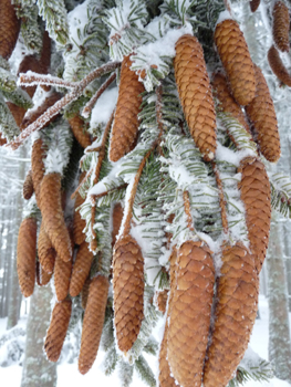 Cônes allongés (10-16 cm), d'abord dressés puis pendants à maturité et ne se désagrégeant pas, on les retrouve entiers sur le sol lorsqu'ils sont tombés. Agrandir dans une nouvelle fenêtre (ou onglet)